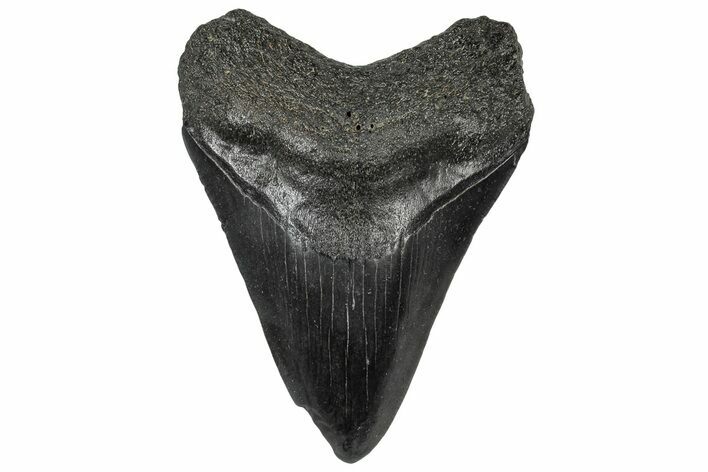 Fossil Megalodon Tooth - South Carolina #301825